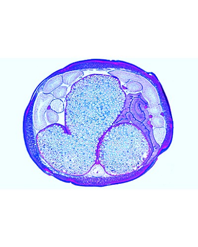 The Ascaris megalocephala Embryology